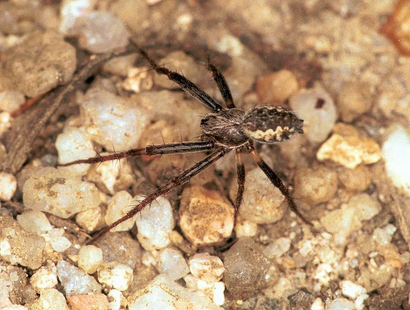 Eriophora_circulissparsus_F1663_Z_85_Mt Birangeli state park_Australie.jpg